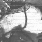 Filmworks IX : Trembling Before G-d Zorn John